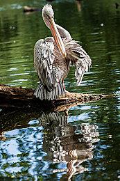 平台解谜冒险游戏《精灵与老鼠》 现已在Steam发售